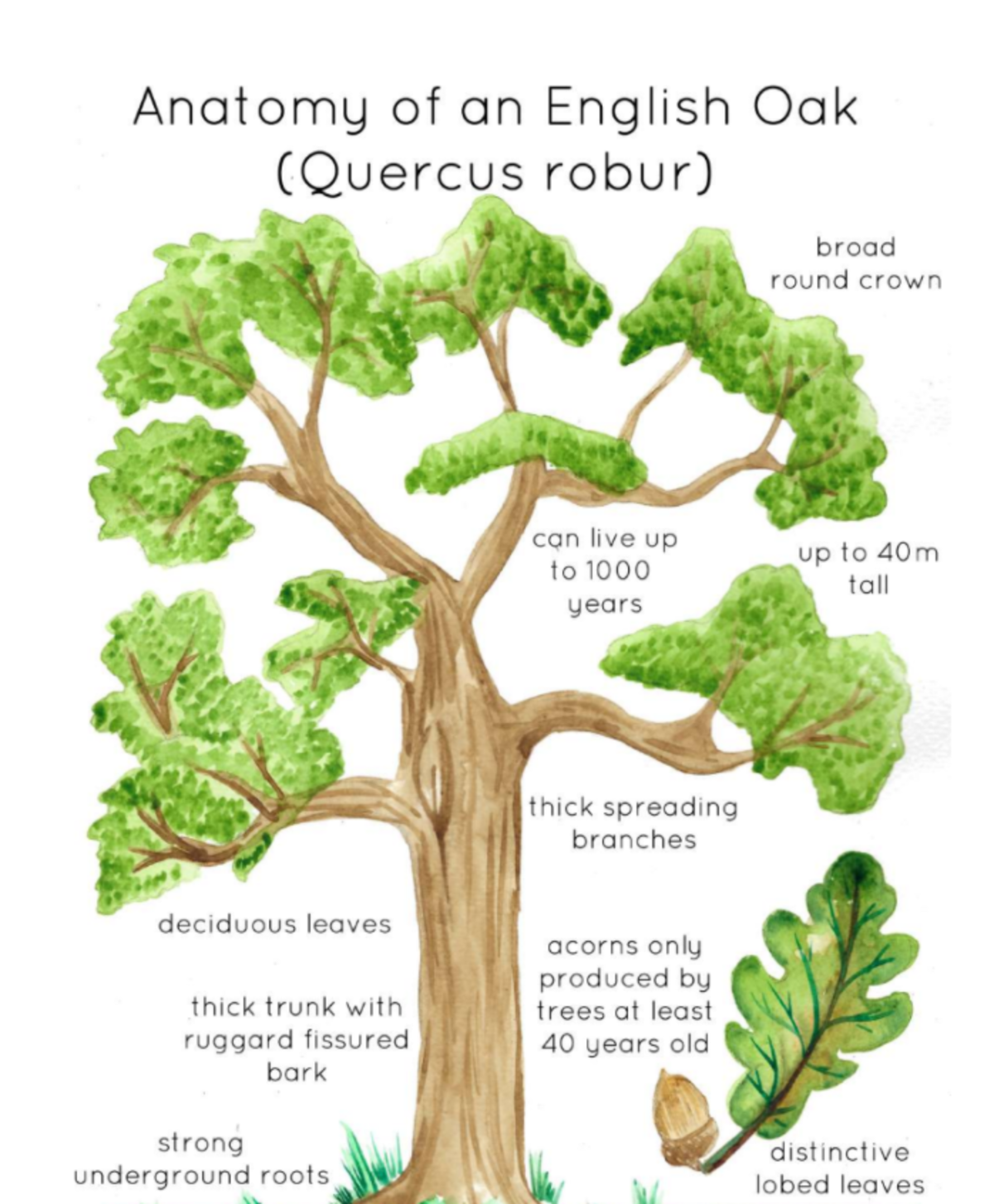 An educational teaching resource from Fiddleticks Education entitled English Oak Tree Anatomy – Watercolor Poster downloadable at Teach Simple.