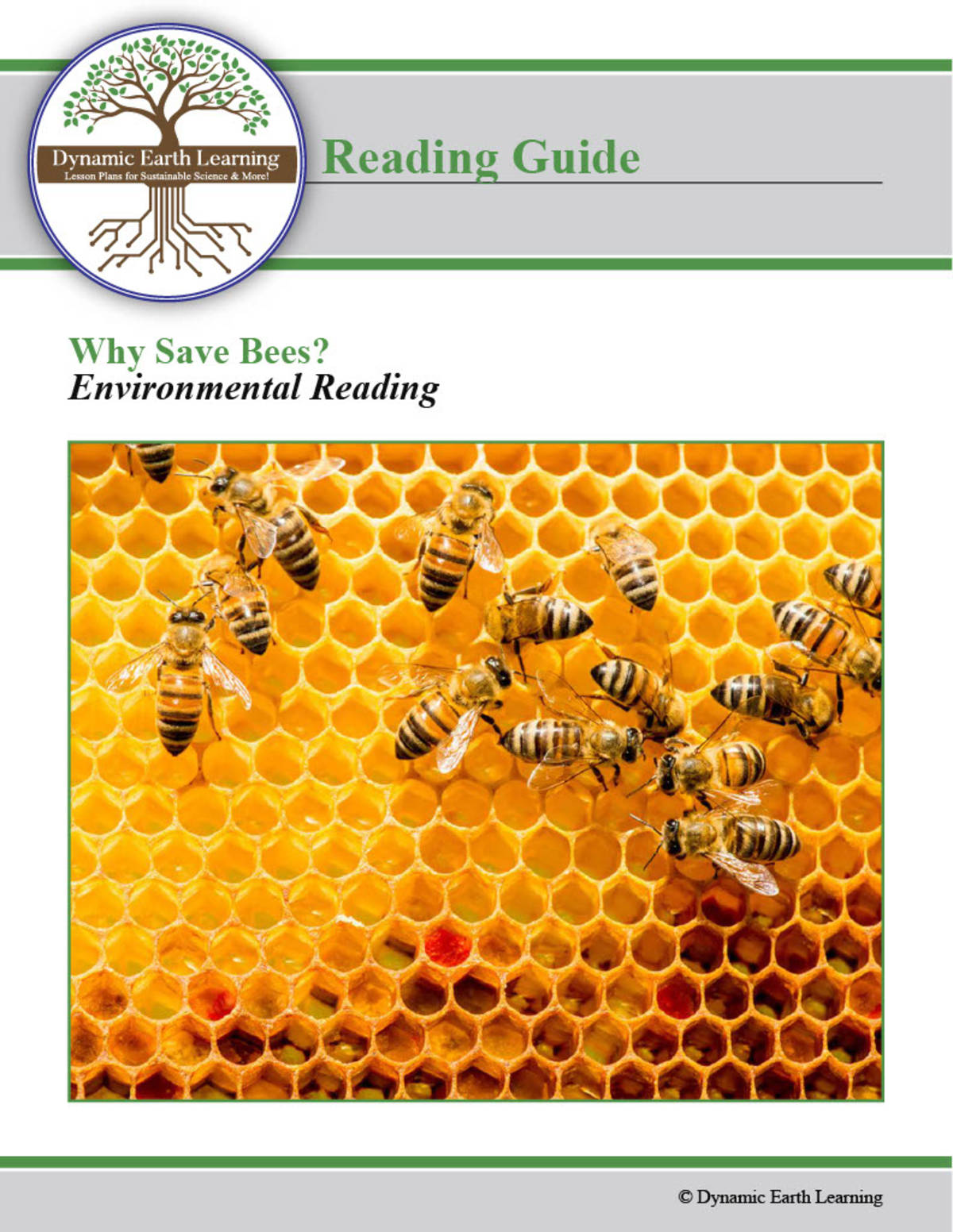 An educational teaching resource from  Dynamic Earth Learning entitled Environment Worksheets & Apps: Why Save Bees? BUNDLE downloadable at Teach Simple.