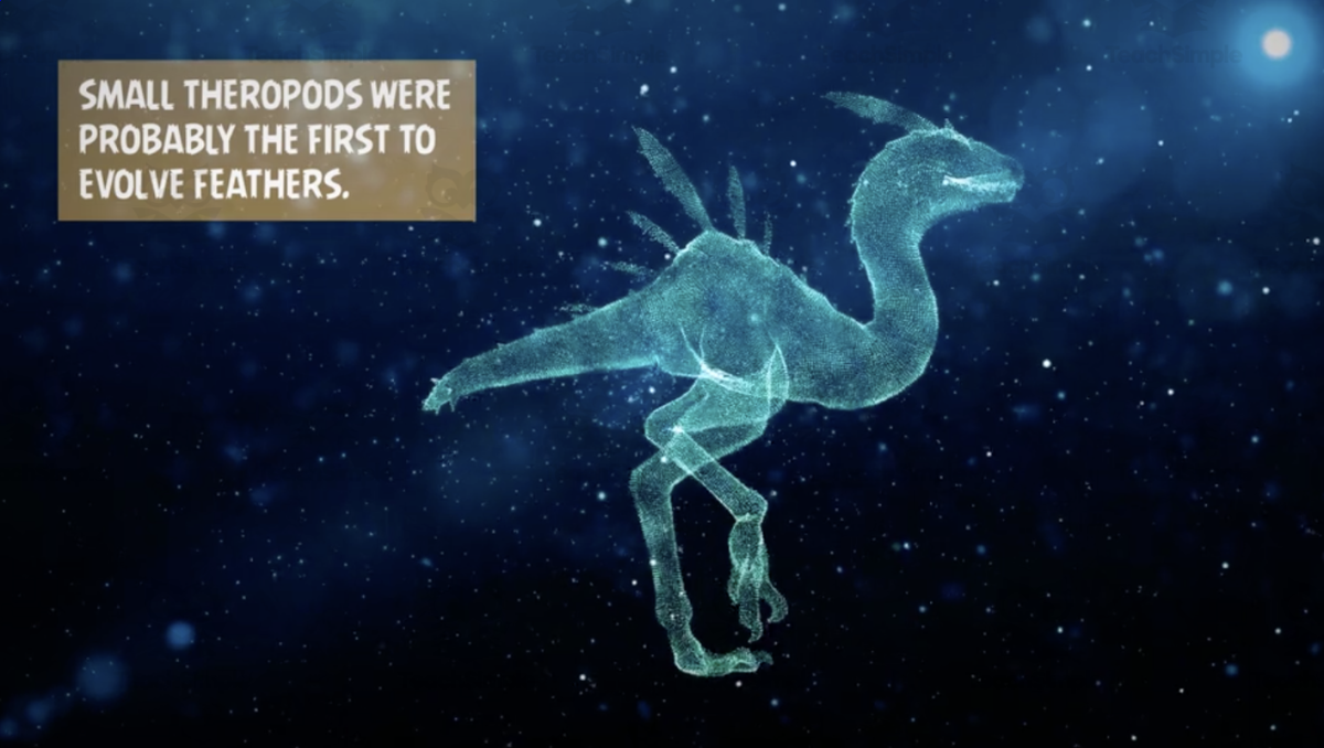 An educational teaching resource from Educational Voice entitled Evolution of Birds | Animated Birds Video Lesson downloadable at Teach Simple.