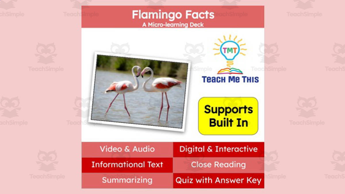 An educational teaching resource from Teach Me This entitled Flamingo | Interactive Science Lesson | Micro-Learning Deck downloadable at Teach Simple.