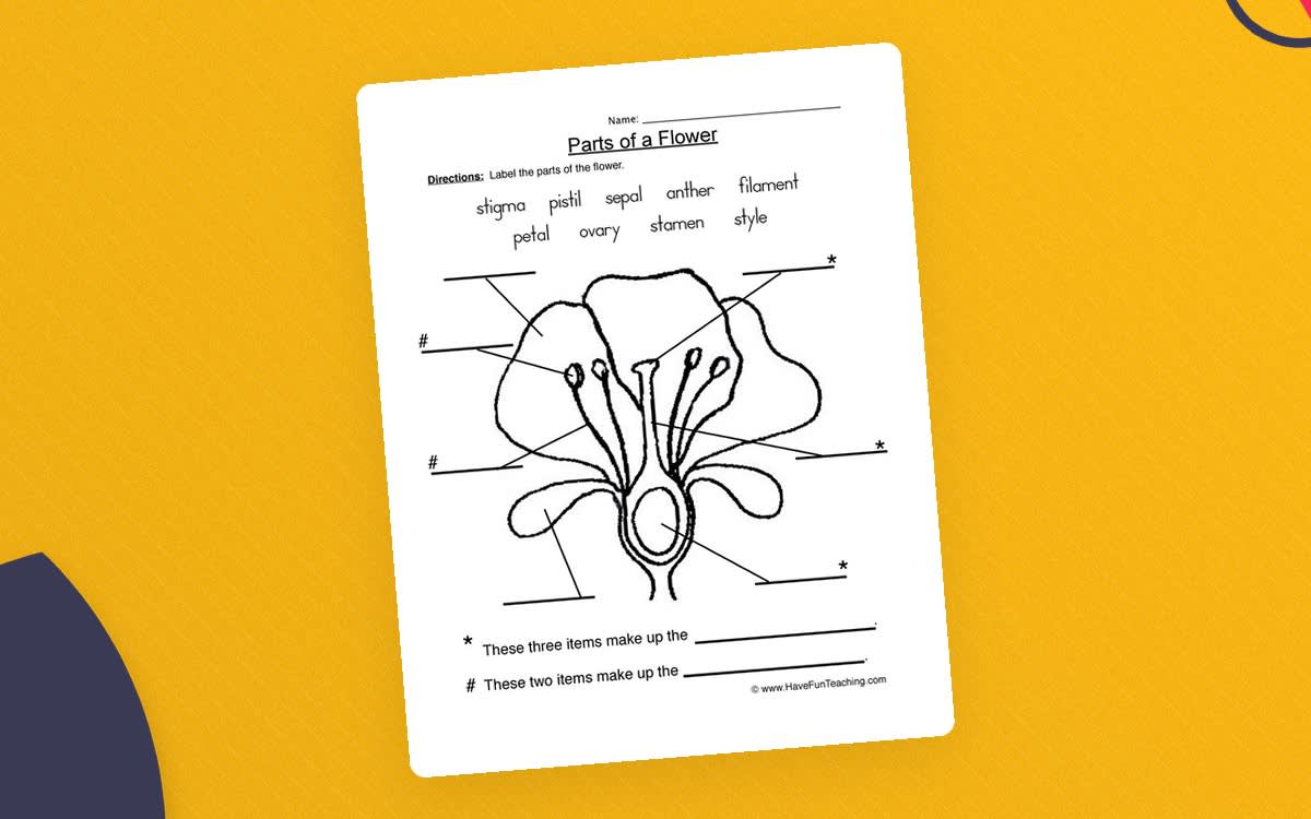 An educational teaching resource from Have Fun Teaching entitled Flower Parts of a Plant Worksheet downloadable at Teach Simple.