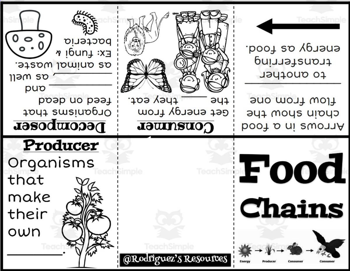 An educational teaching resource from Rodriguez's Resources entitled Food Chains Interactive Notebook – Fold & Read downloadable at Teach Simple.