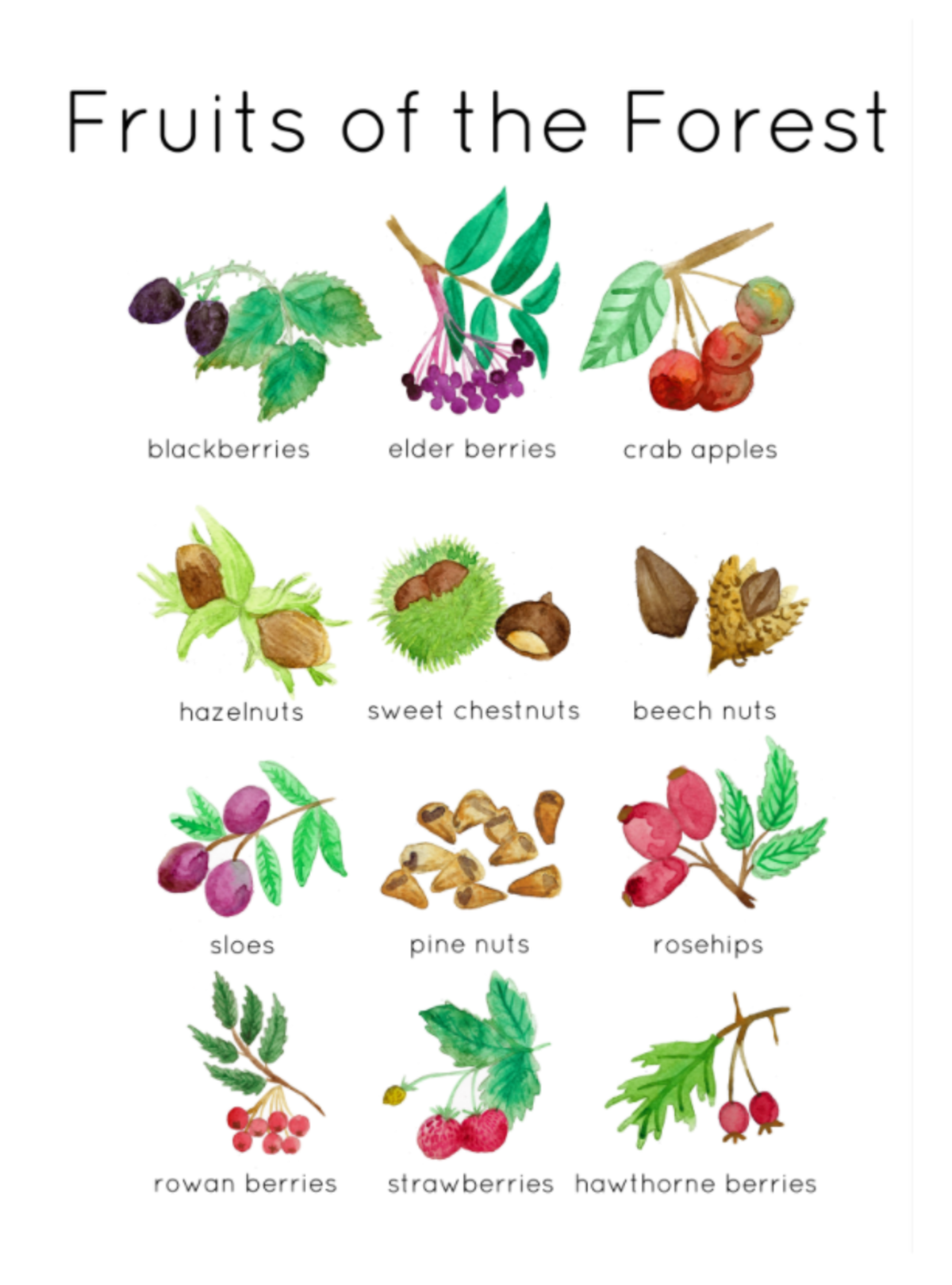 An educational teaching resource from Fiddleticks Education entitled Forest Fruits Printable Watercolor Flashcards downloadable at Teach Simple.