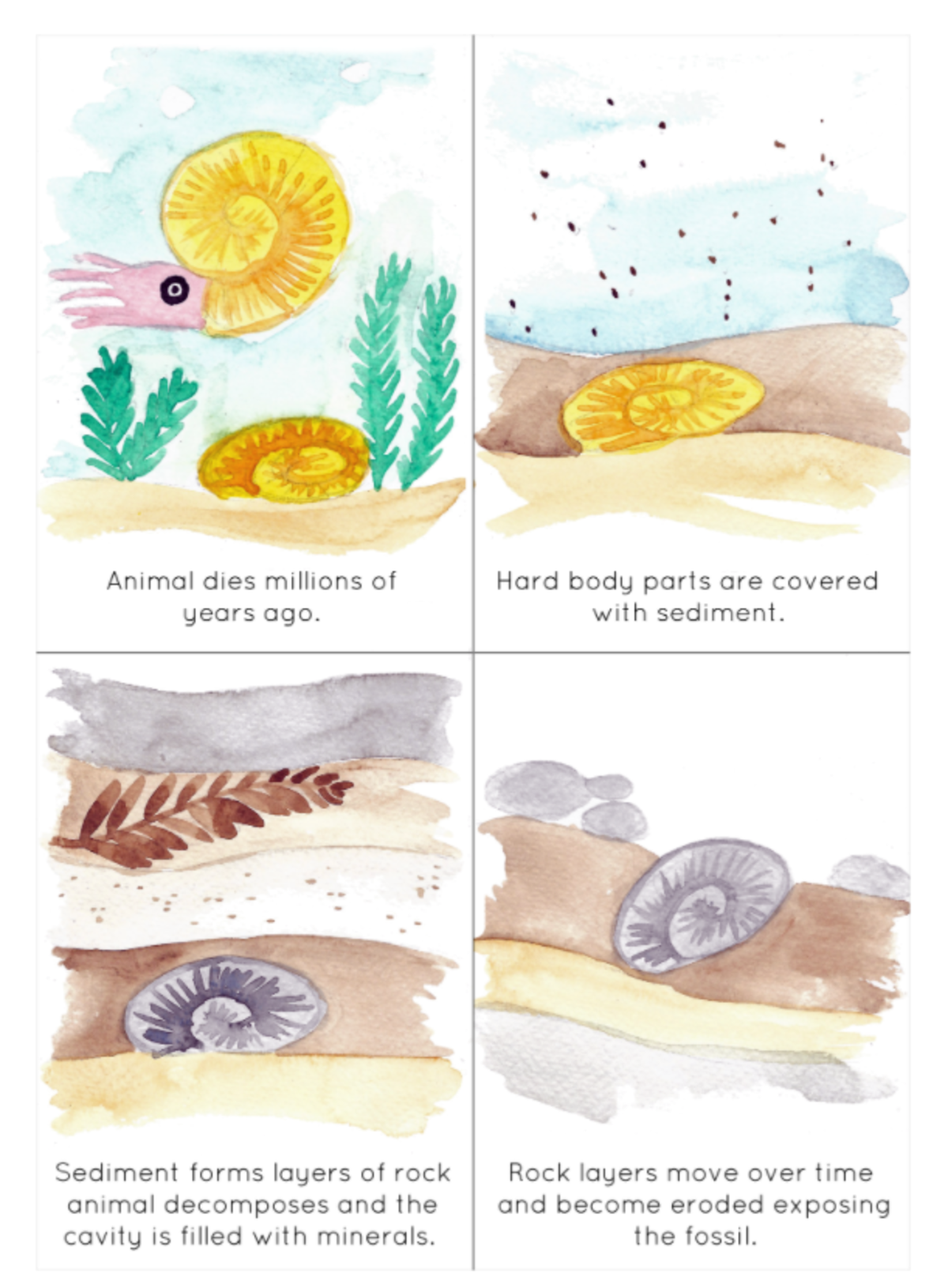 An educational teaching resource from Fiddleticks Education entitled Fossil Formation Sequencing Flashcards downloadable at Teach Simple.