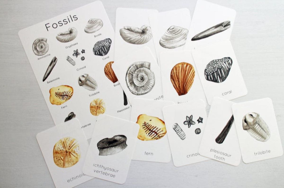 An educational teaching resource from Fiddleticks Education entitled Fossil Hunting Flashcards - Nature Study Printable downloadable at Teach Simple.