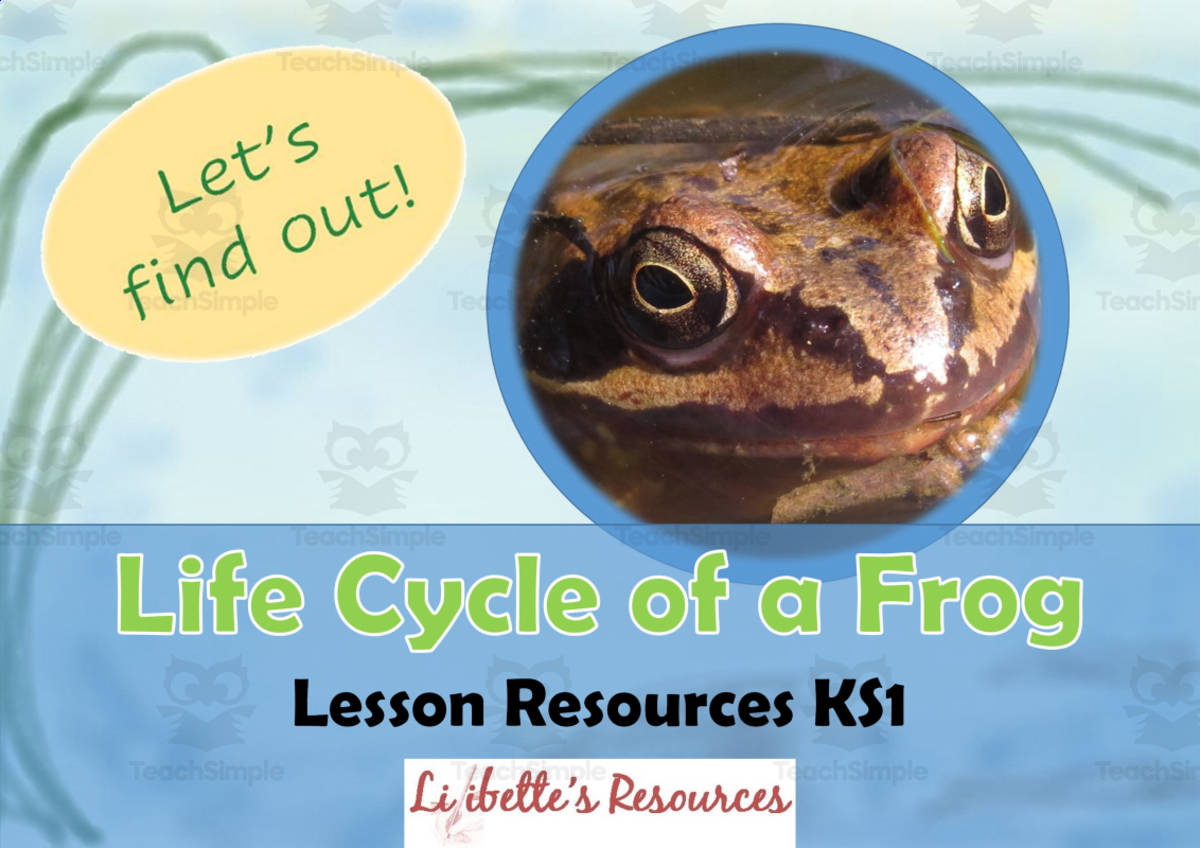 An educational teaching resource from Lilibette's Resources entitled Frog Life Cycle: Kindergarten Science Project downloadable at Teach Simple.