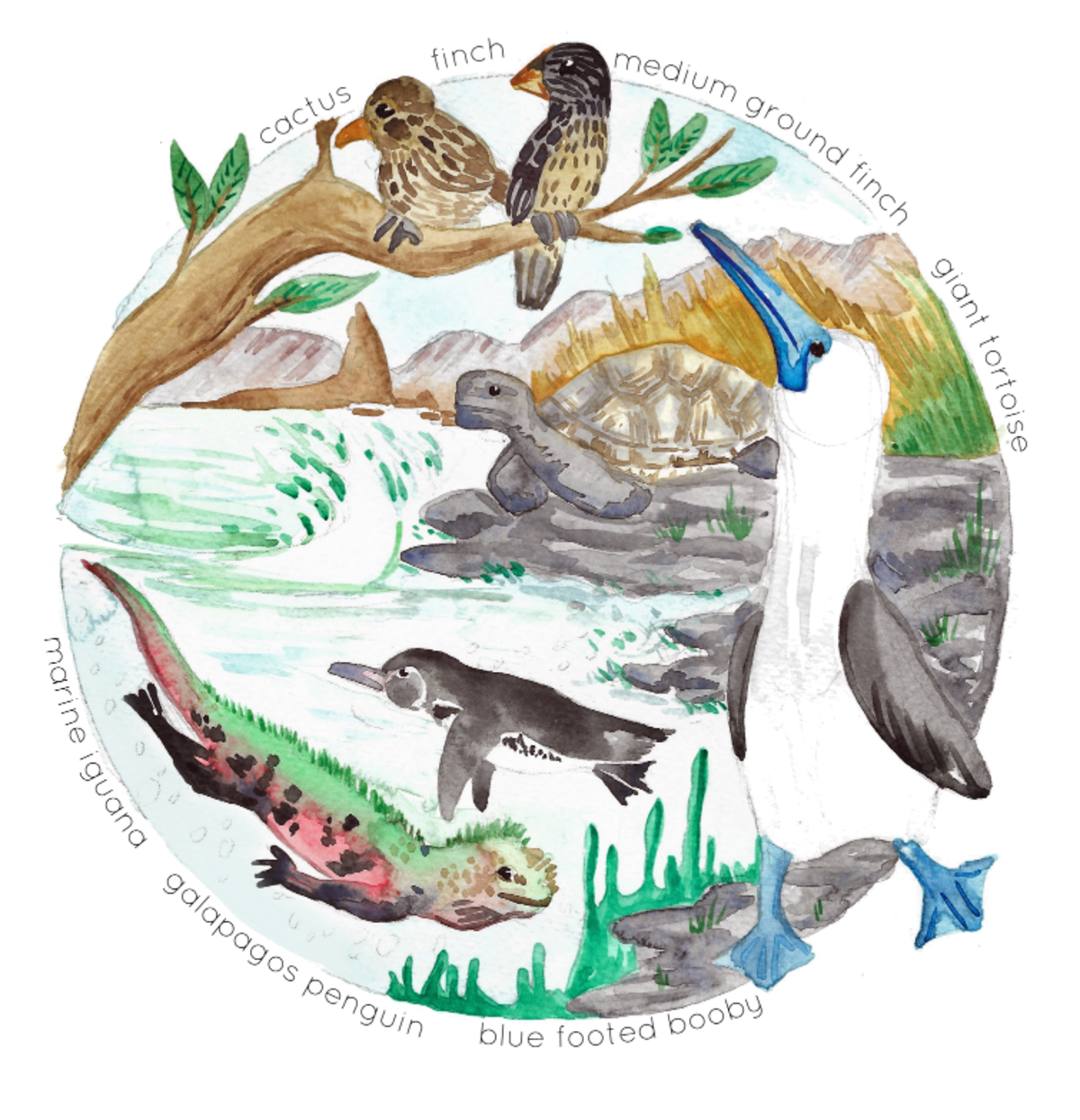 An educational teaching resource from Fiddleticks Education entitled Galapagos Habitat Watercolor Poster downloadable at Teach Simple.
