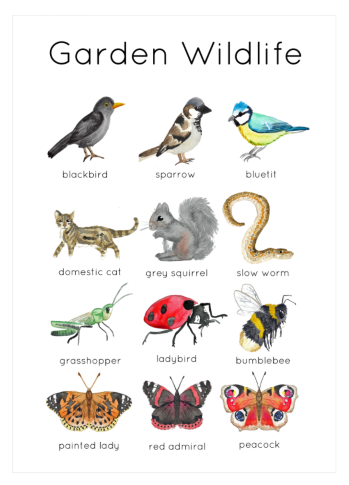 An educational teaching resource from Fiddleticks Education entitled Garden Wildlife Flashcards downloadable at Teach Simple.