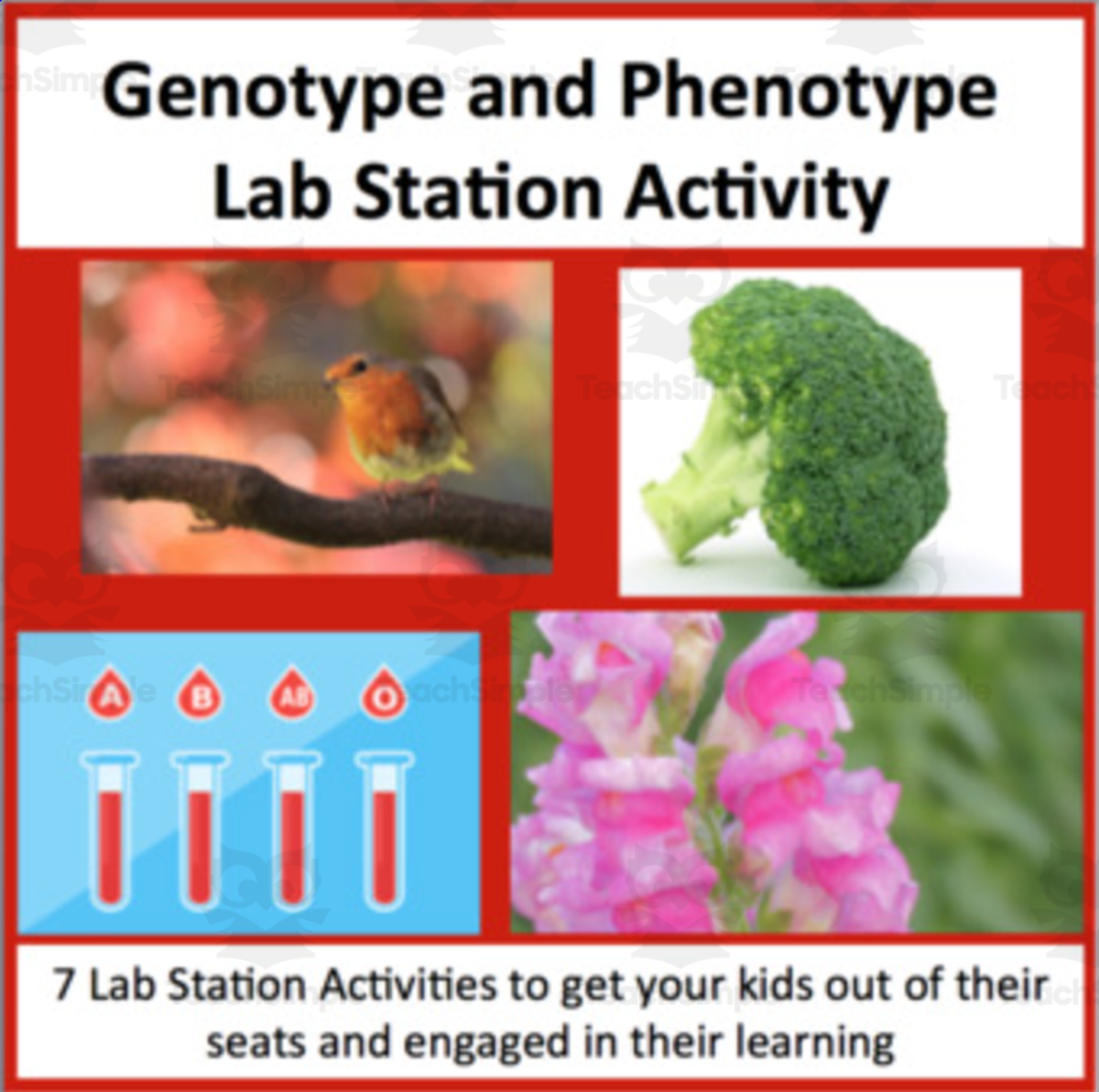 An educational teaching resource from Teach With Fergy entitled Genotype and Phenotype – Lab Station Activity downloadable at Teach Simple.