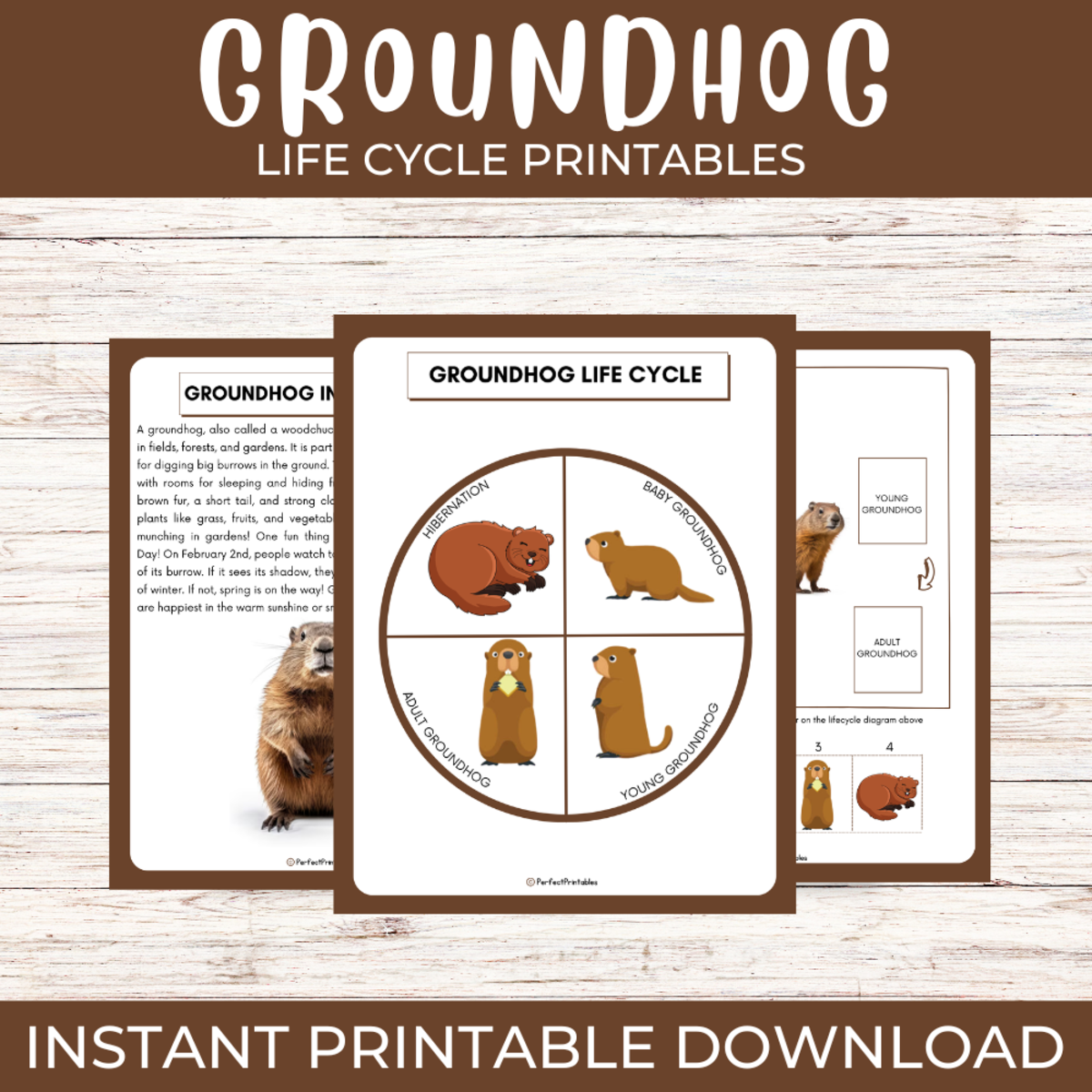 An educational teaching resource from Perfect_Printables entitled Groundhog Life Cycle | Rodent Woodchuck Science Unit Study & Fun Facts downloadable at Teach Simple.
