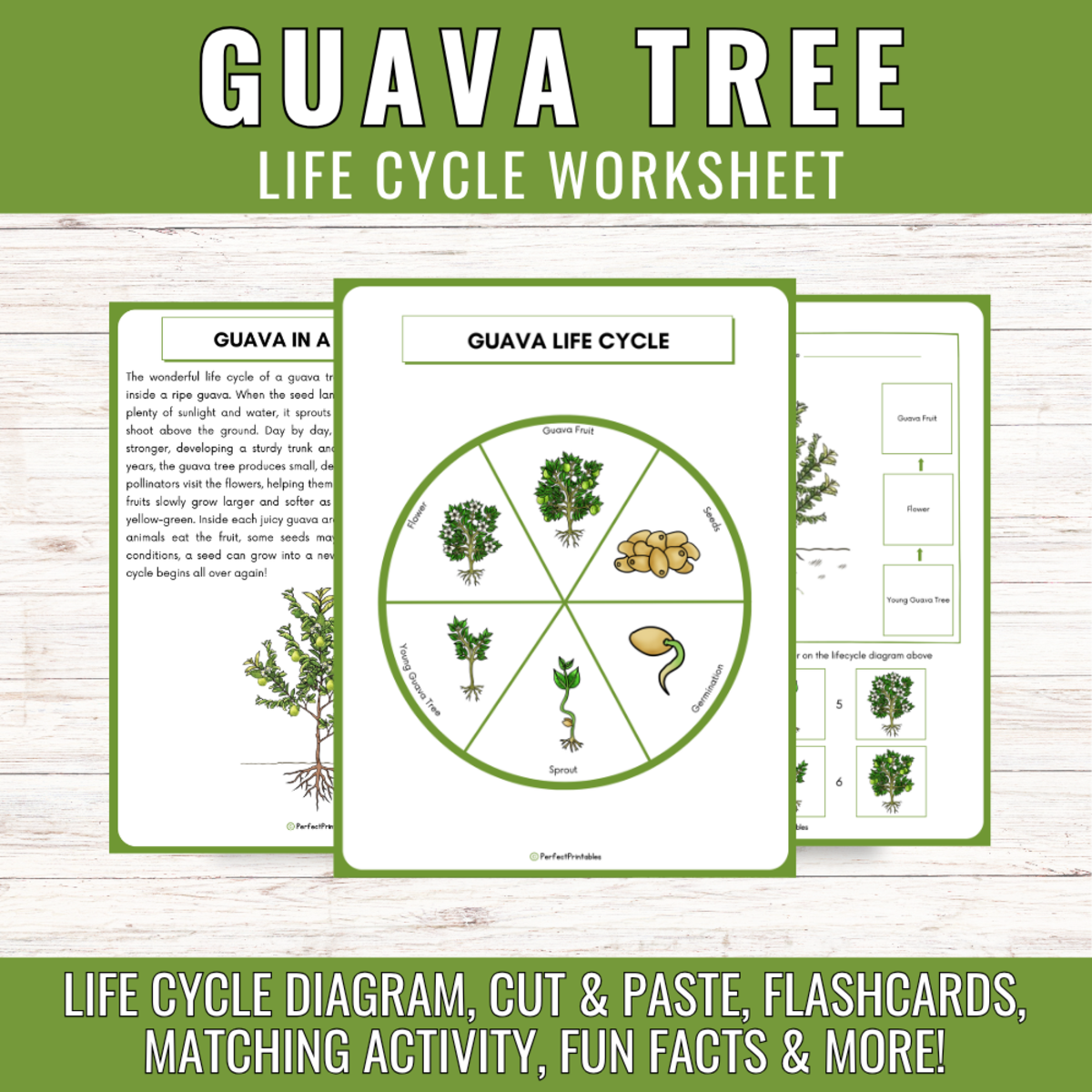 An educational teaching resource from Perfect_Printables entitled Guava Fruit Life Cycle Tropical Plant Science Unit Study Cut & Paste downloadable at Teach Simple.