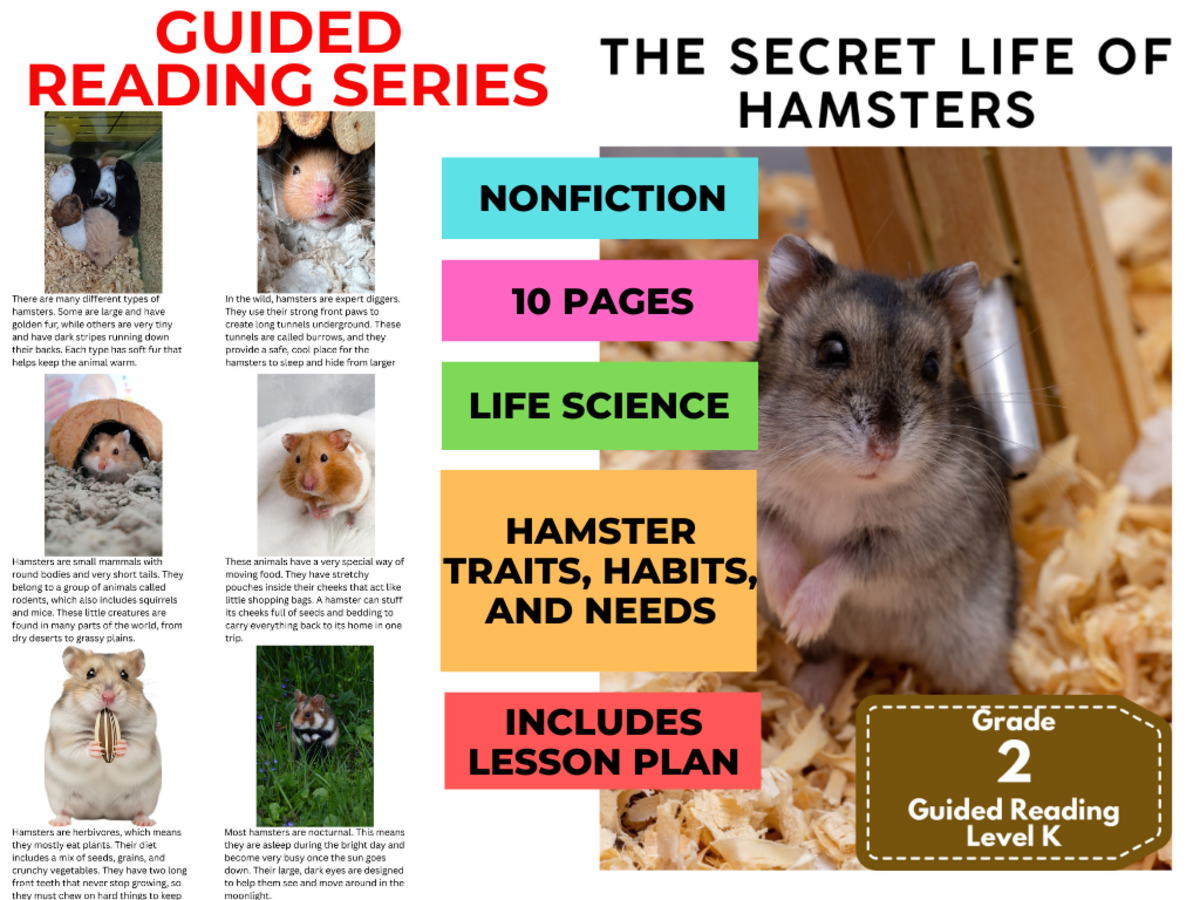 An educational teaching resource from Cored Education entitled Guided Reading Level K - Secret Life of Hamsters (with Lesson Plan) downloadable at Teach Simple.
