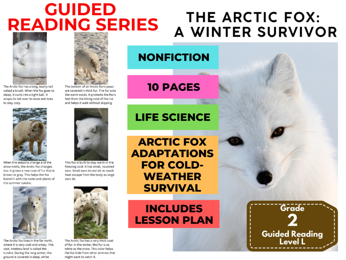 An educational teaching resource from Cored Education entitled Guided Reading Level L - The Arctic Fox (with Lesson Plan) downloadable at Teach Simple.