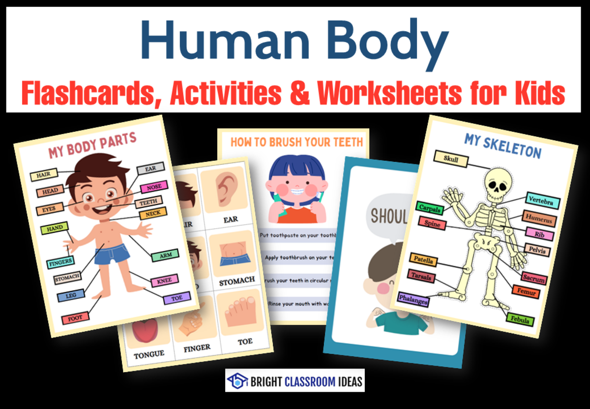 An educational teaching resource from Bright Classroom Ideas Marketplace entitled Human Body Flashcards, Activities & Worksheets for Kids downloadable at Teach Simple.