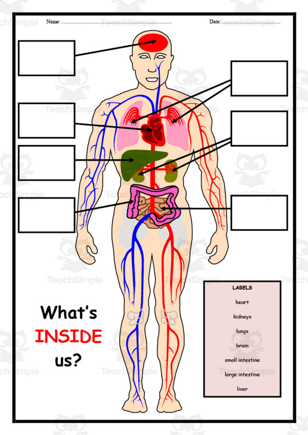 An educational teaching resource from Elementary Resources 4 U entitled Human Body Label Worksheet downloadable at Teach Simple.