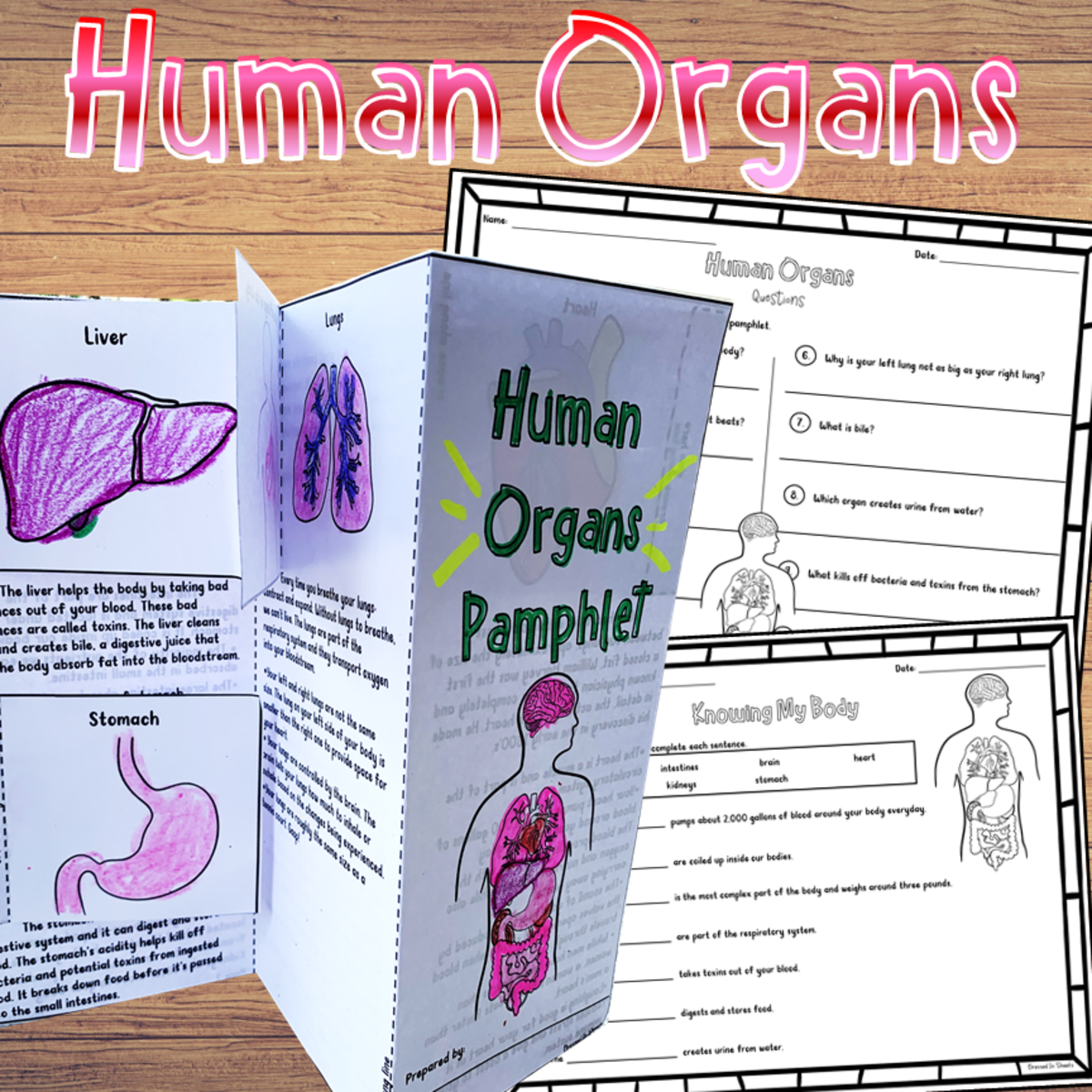 An educational teaching resource from Soumara Siddiqui entitled Human Body Organs and Their Functions Pamphlet Craftivity downloadable at Teach Simple.