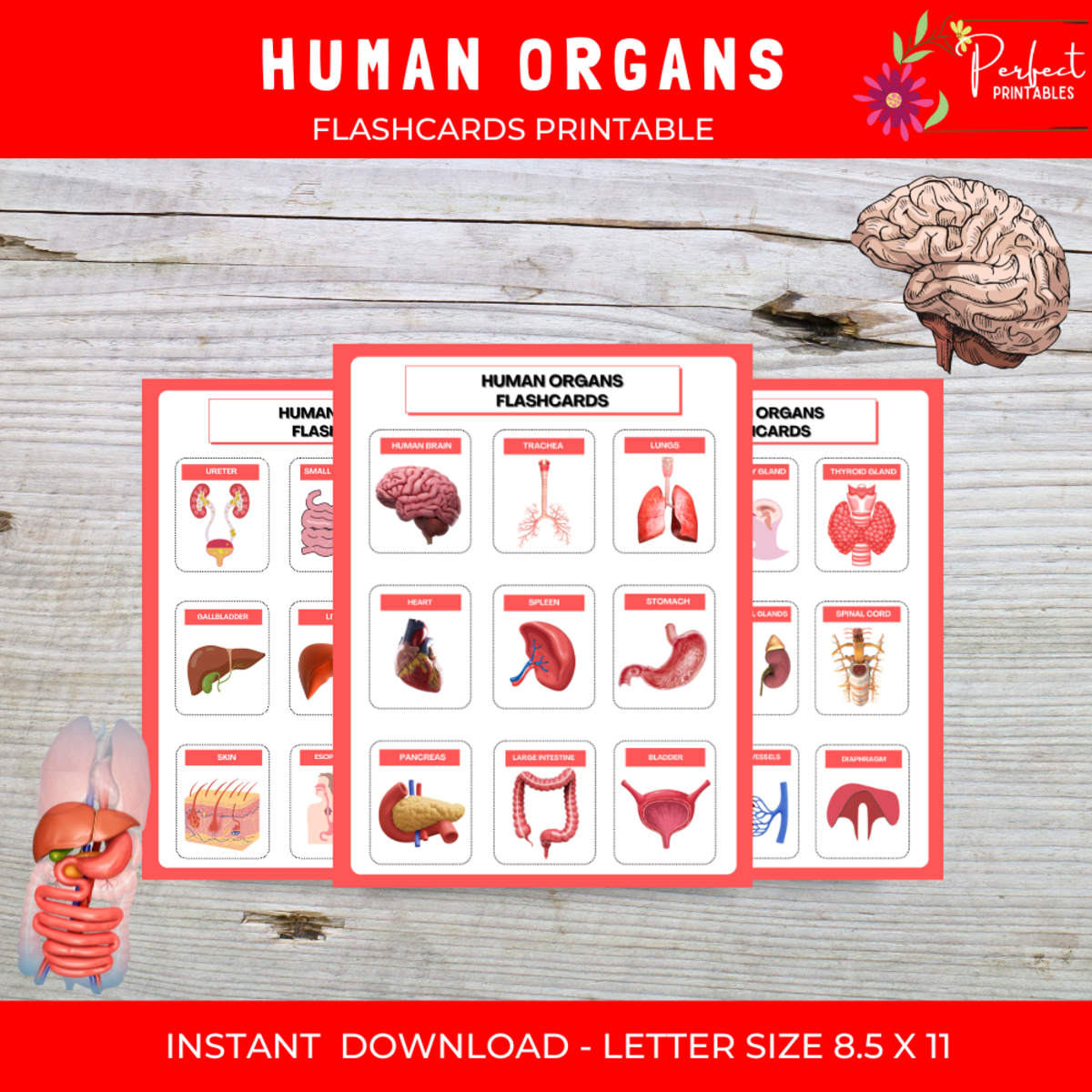 An educational teaching resource from Perfect_Printables entitled Human body System organ anatomy Montessori flashcards for kids downloadable at Teach Simple.