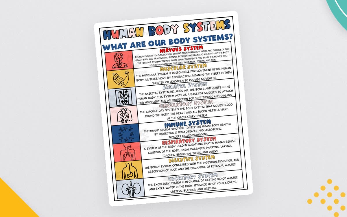 An educational teaching resource from Teaching on the Island entitled Human Body Systems Printable – Visual Reference downloadable at Teach Simple.
