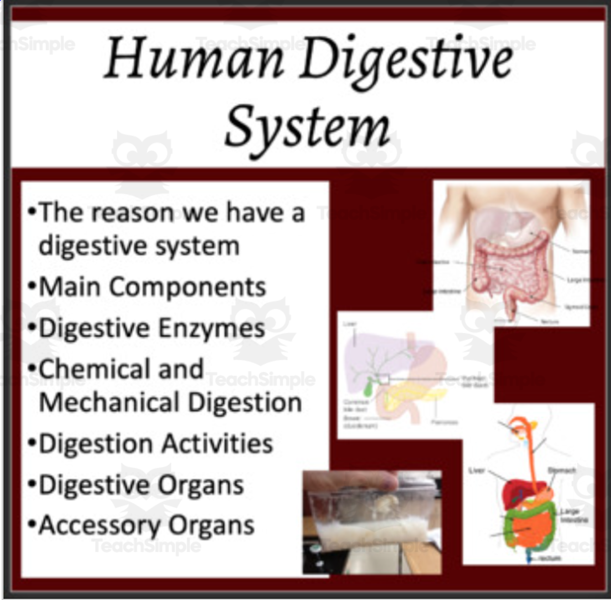 An educational teaching resource from Teach With Fergy entitled Human Digestive System - Google Slides and PowerPoint Lesson downloadable at Teach Simple.