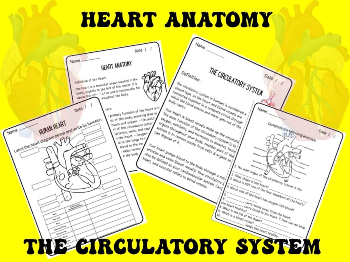 An educational teaching resource from Bright Education entitled Human Heart & Circulatory System Worksheets | Anatomy Science Activity downloadable at Teach Simple.