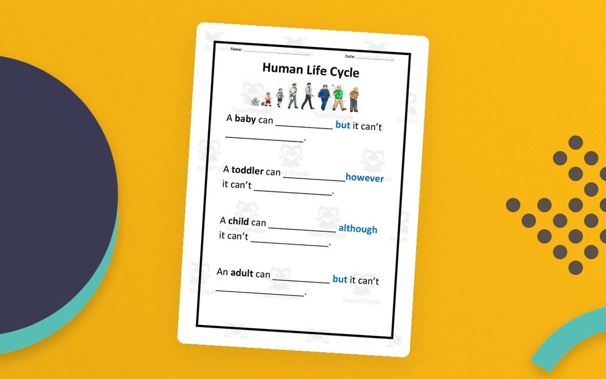 An educational teaching resource from Elementary Resources 4 U entitled Human Life Cycle Worksheet – Reflection & Stages downloadable at Teach Simple.