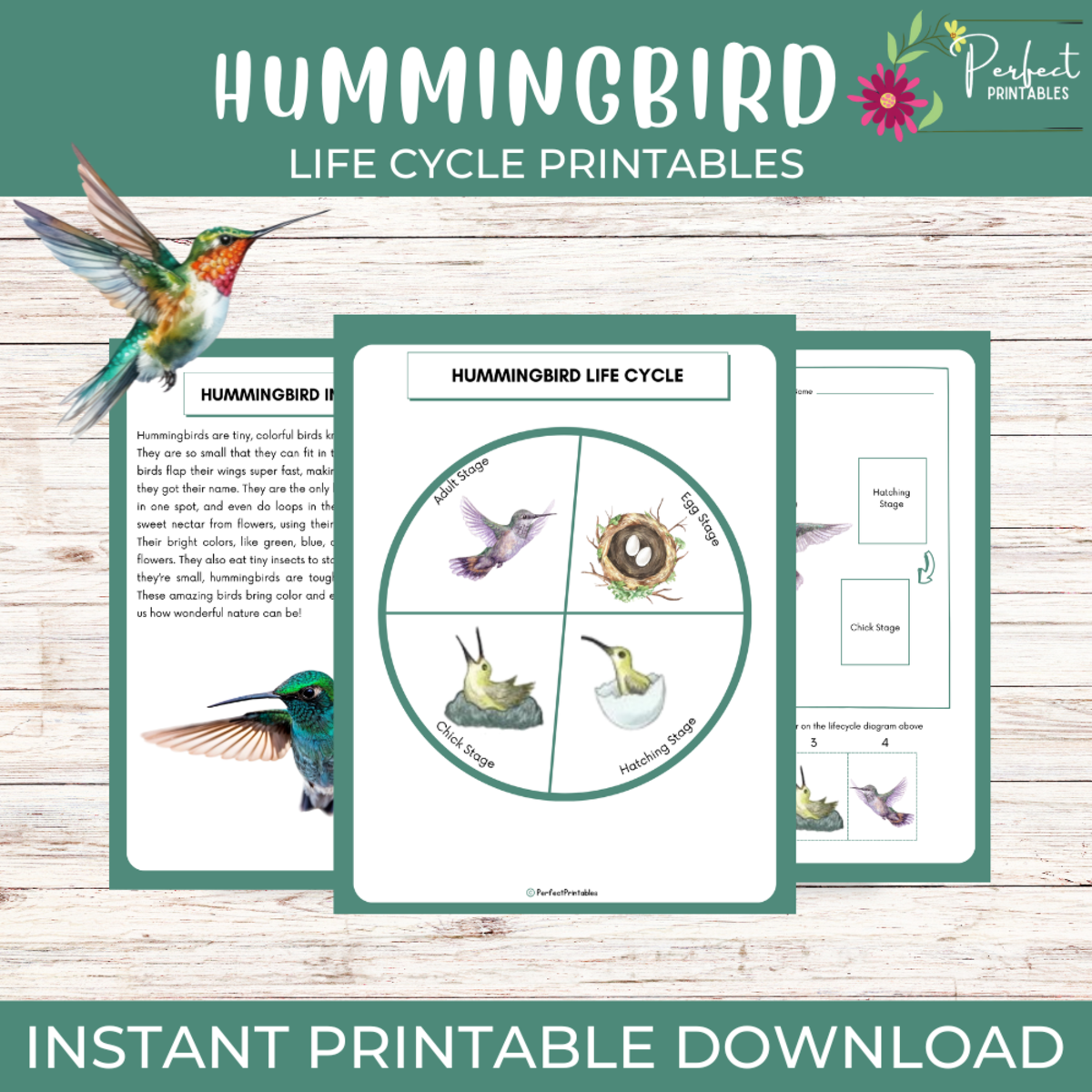 An educational teaching resource from Perfect_Printables entitled Hummingbird Life Cycle Worksheet- Bird Science Unit Study downloadable at Teach Simple.