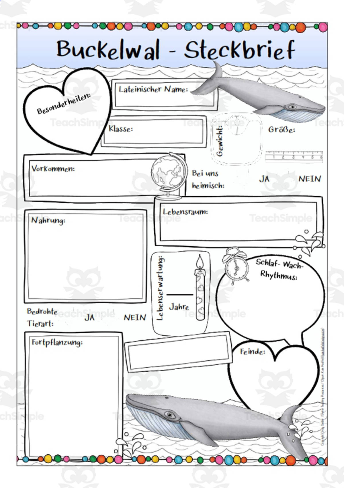 An educational teaching resource from Better Teaching Resources entitled Humpback Whale Characteristics Worksheet (German Version) downloadable at Teach Simple.