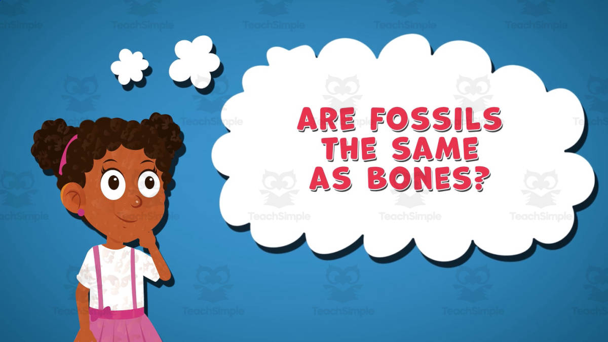 An educational teaching resource from Educational Voice entitled I WONDER - Are Fossils The Same As Bones | Animated Video Lesson downloadable at Teach Simple.