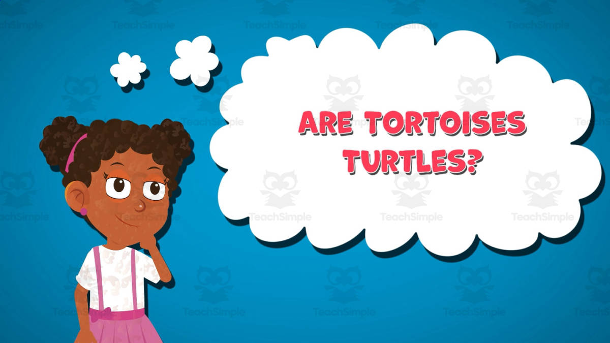 An educational teaching resource from Educational Voice entitled I WONDER - Are Tortoises Turtles | Animated Video Lesson downloadable at Teach Simple.
