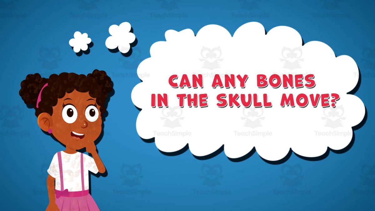 An educational teaching resource from Educational Voice entitled I WONDER - Can Any Bones In The Skull Move | Animated Video Lesson downloadable at Teach Simple.