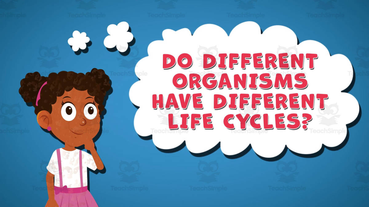 An educational teaching resource from Educational Voice entitled I WONDER - Do Different Organisms Have Different Life Cycles downloadable at Teach Simple.