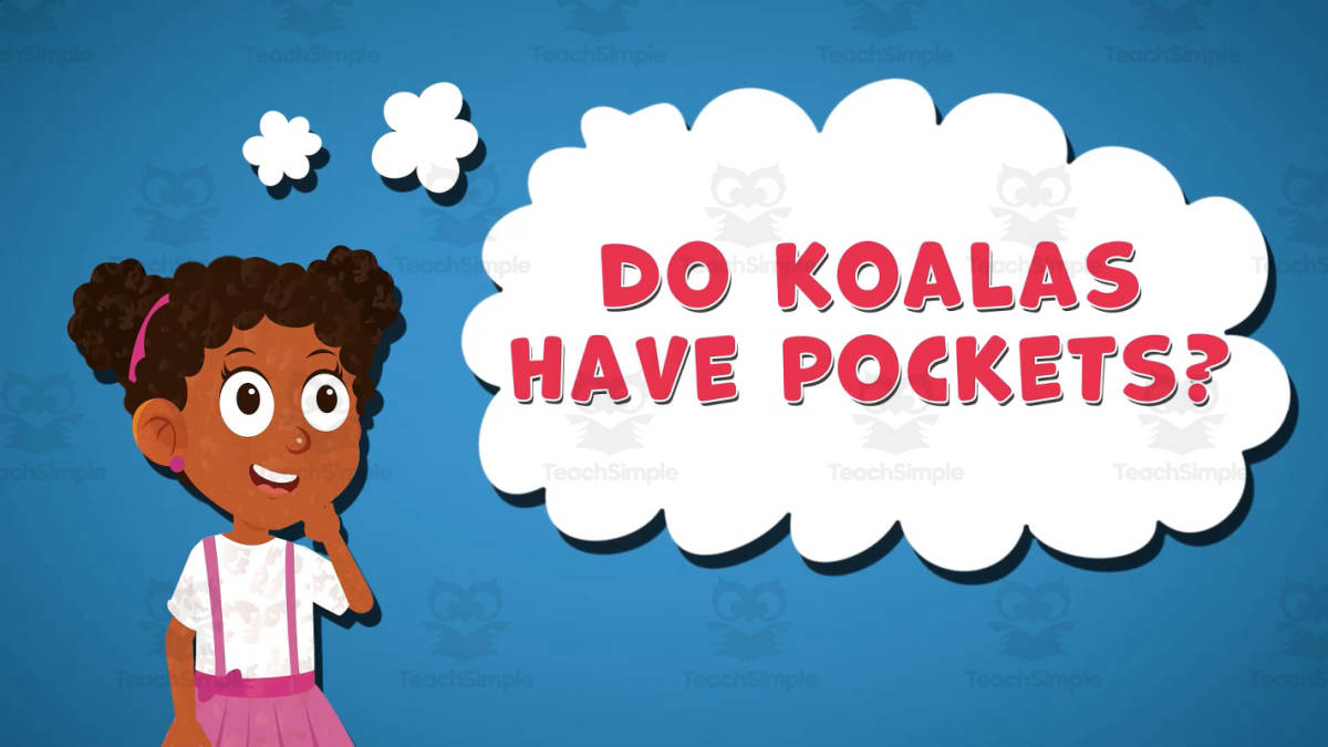 An educational teaching resource from Educational Voice entitled I WONDER - Do Koalas Have Pockets | Animated Video Lesson downloadable at Teach Simple.