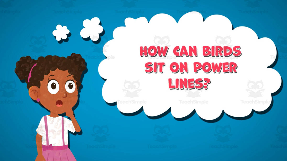 An educational teaching resource from Educational Voice entitled I WONDER - How Can Birds Sit On Power Lines | Animated Video Lesson downloadable at Teach Simple.