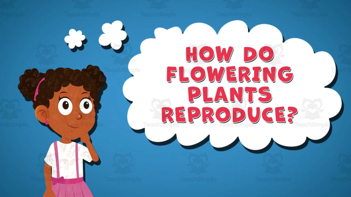 An educational teaching resource from Educational Voice entitled I WONDER - How Do Flowering Plants Reproduce | Animated Video Lesson downloadable at Teach Simple.