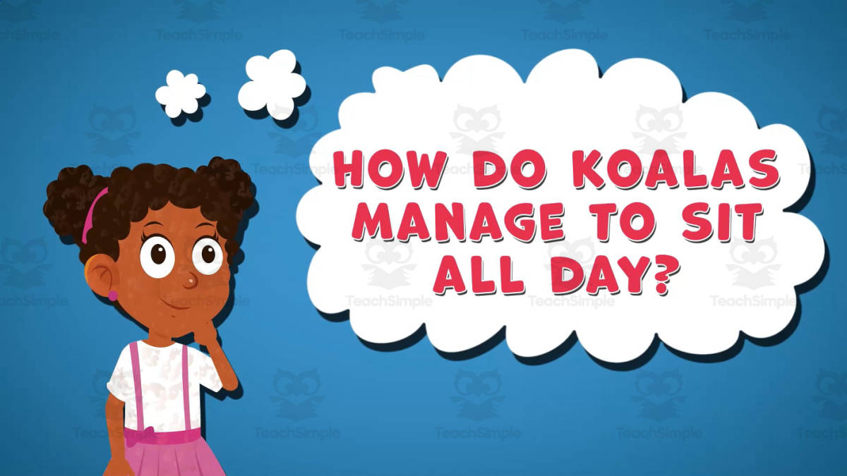 An educational teaching resource from Educational Voice entitled I WONDER - How Do Koalas Manage To Sit All Day | Animated Video Lesson downloadable at Teach Simple.