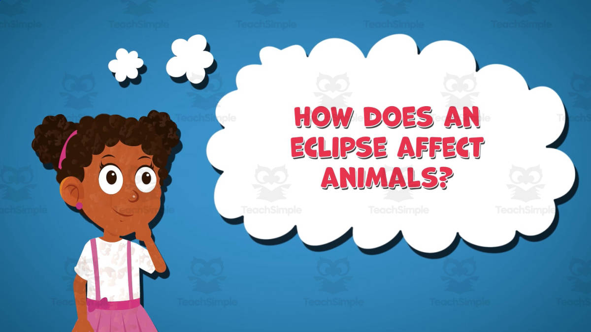 An educational teaching resource from Educational Voice entitled I WONDER - How Does An Eclipse Affect Animals | Animated Video Lesson downloadable at Teach Simple.