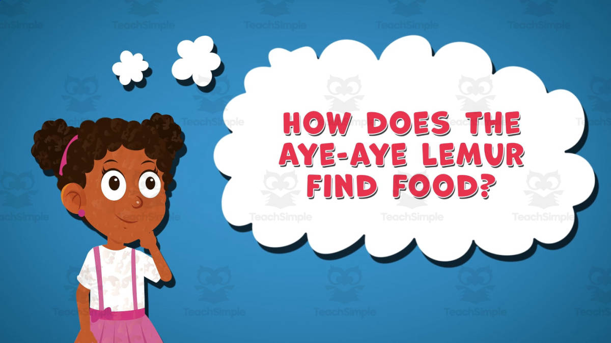 An educational teaching resource from Educational Voice entitled I WONDER - How Does The Aye-Aye Lemur Find Food | Animated Video downloadable at Teach Simple.