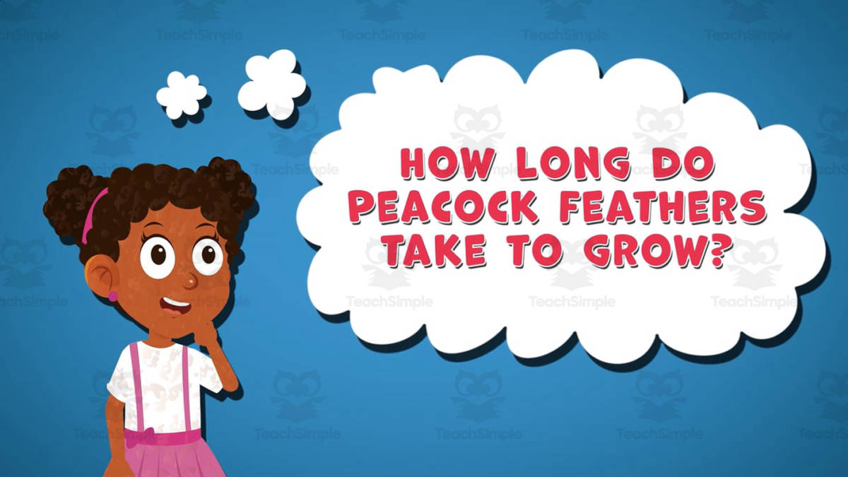 An educational teaching resource from Educational Voice entitled I WONDER - How Long Do Peacock Feather Take To Grow | Animated Video downloadable at Teach Simple.