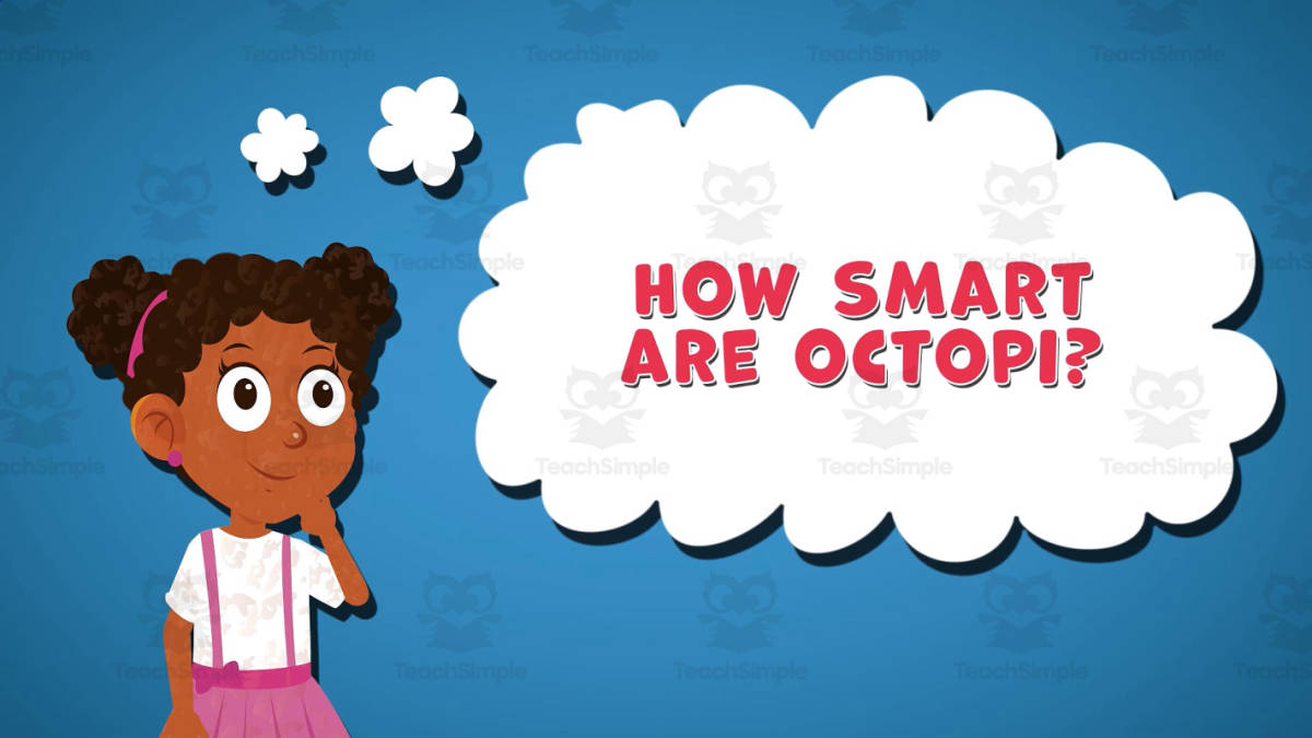 An educational teaching resource from Educational Voice entitled I WONDER - How Smart Are Octopi | Animated Video Lesson downloadable at Teach Simple.