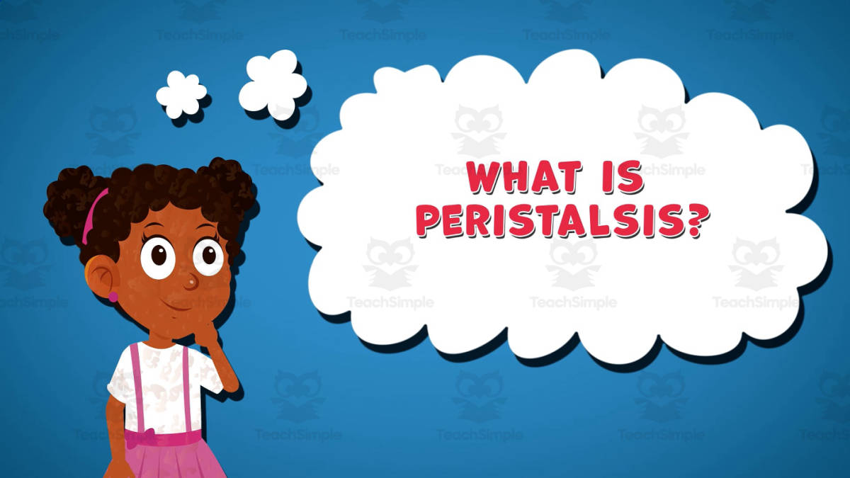 An educational teaching resource from Educational Voice entitled I WONDER - What Is Peristalsis | Animated Video Lesson downloadable at Teach Simple.