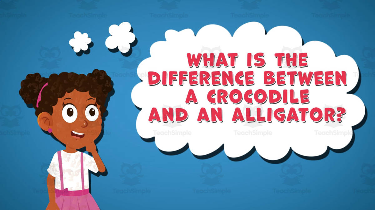 An educational teaching resource from Educational Voice entitled I WONDER - What Is The Difference Between A Crocodile And An Alligator downloadable at Teach Simple.