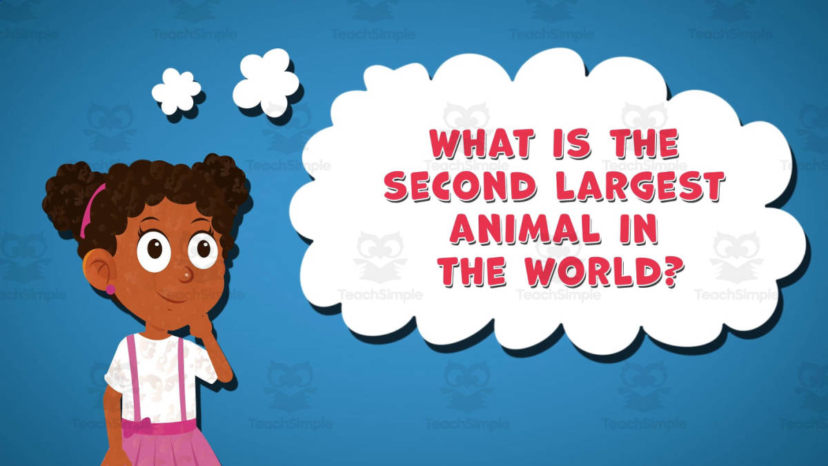 An educational teaching resource from Educational Voice entitled I WONDER - What Is The Second Largest Animal In The World downloadable at Teach Simple.