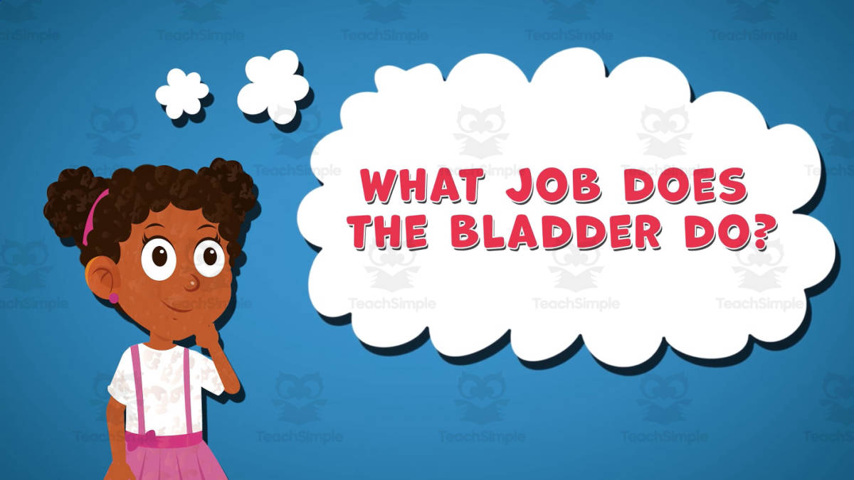 An educational teaching resource from Educational Voice entitled I WONDER - What Job Does The Bladder Do | Animated Video Lesson downloadable at Teach Simple.