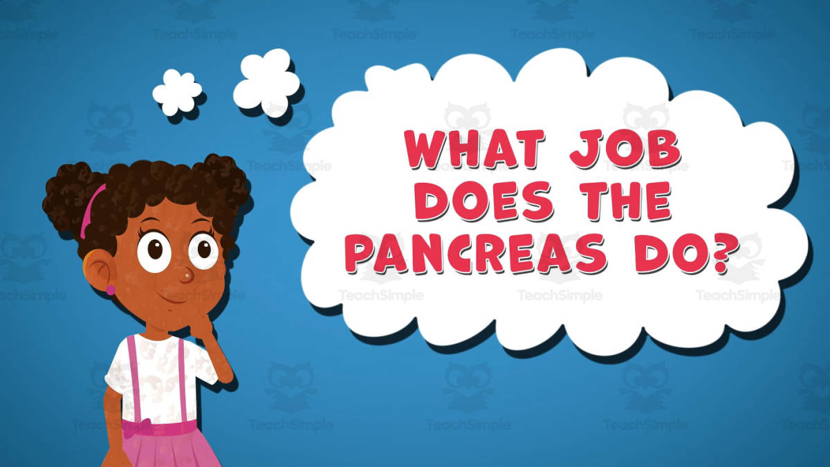 An educational teaching resource from Educational Voice entitled I WONDER - What Job Does The Pancreas Do | Animated Video Lesson downloadable at Teach Simple.