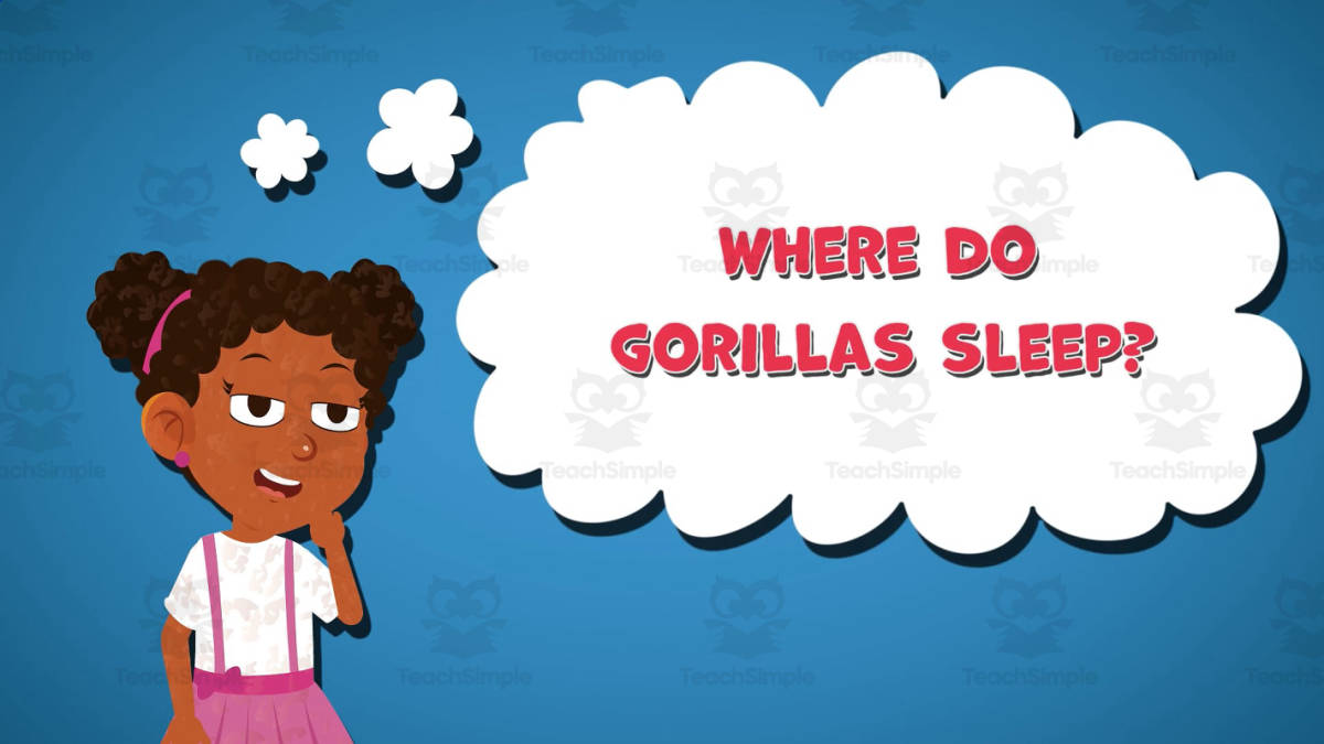 An educational teaching resource from Educational Voice entitled I WONDER - Where Do Gorillas Sleep | Animated Video Lesson downloadable at Teach Simple.