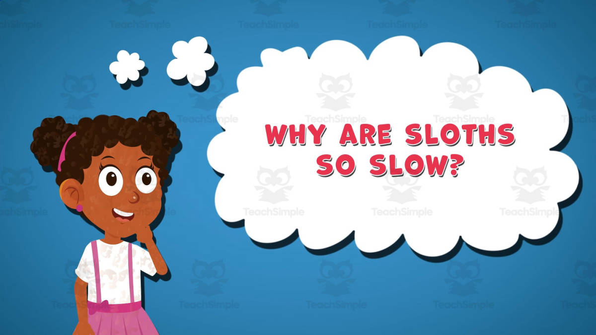 An educational teaching resource from Educational Voice entitled I WONDER - Why Are Sloths So Slow | Animated Video Lesson downloadable at Teach Simple.