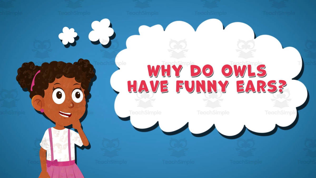 An educational teaching resource from Educational Voice entitled I WONDER - Why Do Owls Have Funny Ears | Animated Video Lesson downloadable at Teach Simple.
