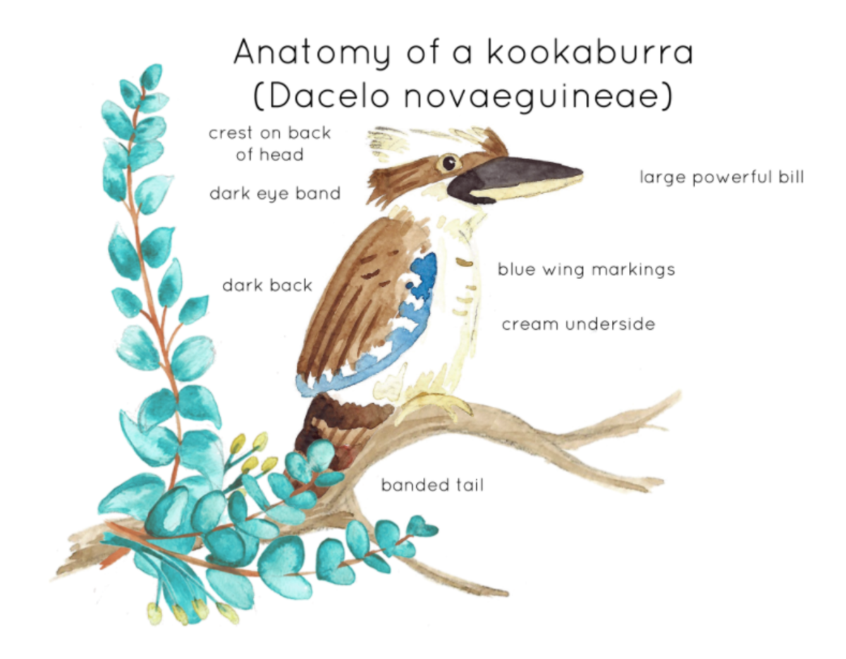 An educational teaching resource from Fiddleticks Education entitled Kookaburra Anatomy Interactive Printable Poster downloadable at Teach Simple.