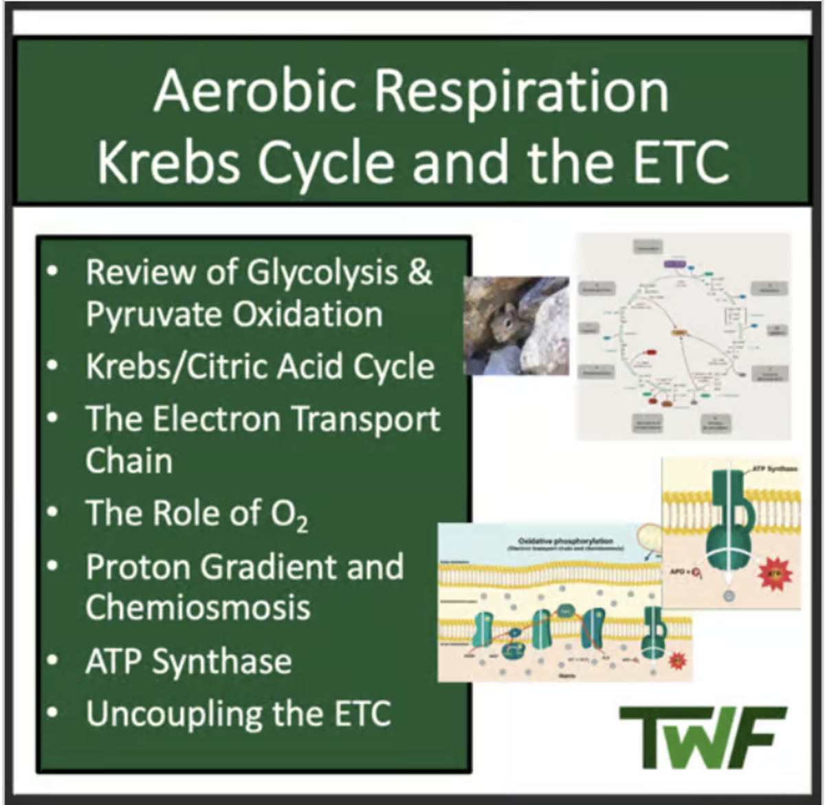 An educational teaching resource from Teach With Fergy entitled Krebs Cycle and the ETC - Aerobic Cellular Respiration- Biology lesson downloadable at Teach Simple.
