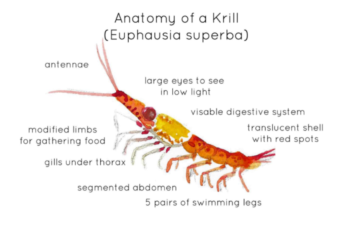 An educational teaching resource from Fiddleticks Education entitled Krill Anatomy Poster – Watercolor Marine Biology downloadable at Teach Simple.